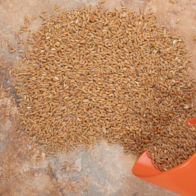 organik siyez buğdayı taneli