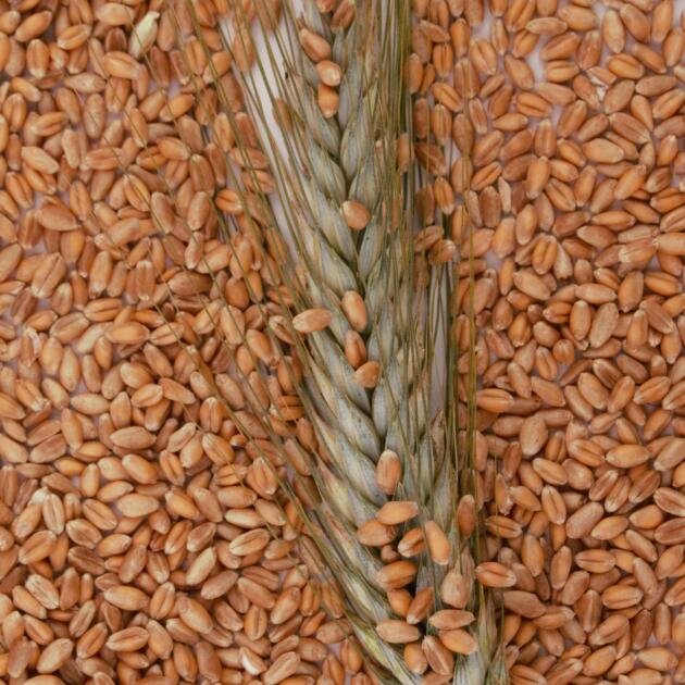 kabuklu kavılca buğdayı