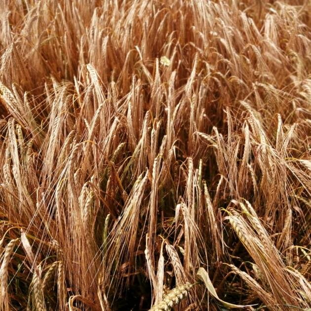 taneli kavılca buğdayı